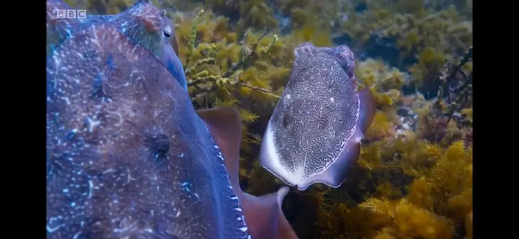 Giant cuttlefish (Sepia apama) as shown in Blue Planet II - Green Seas